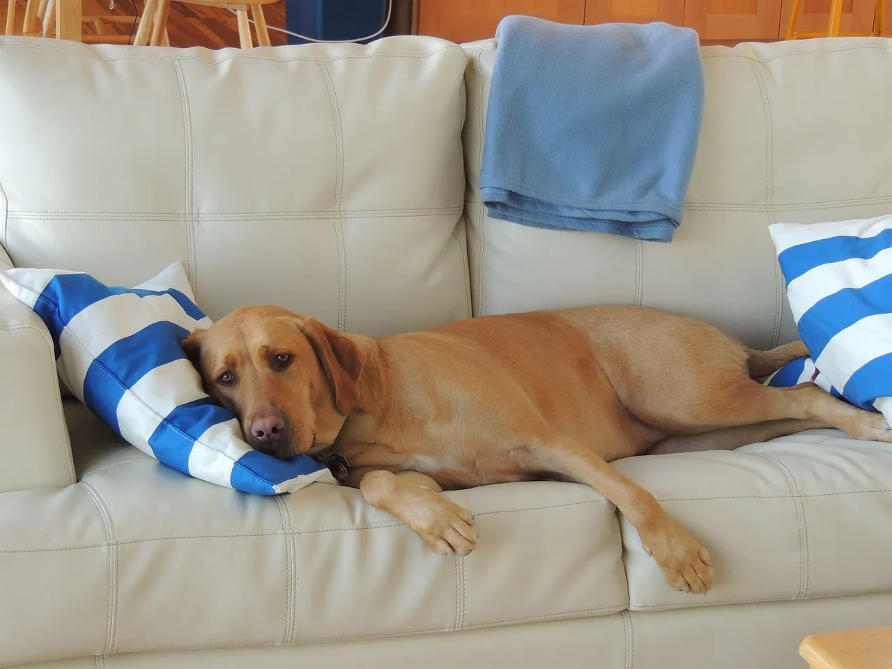 Photo showing dog sleeping, dog on coach, labrador and adorable.