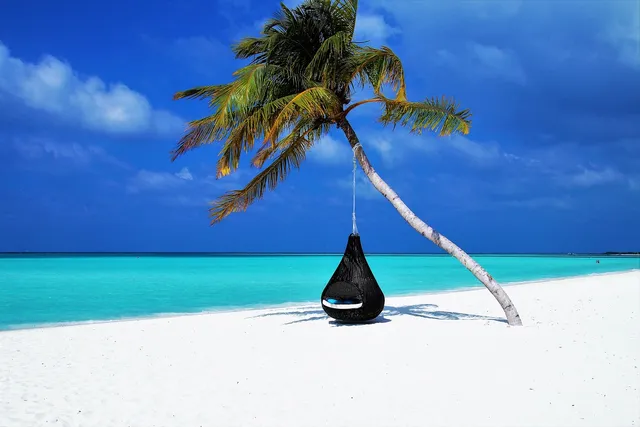 Photo showing maldives, palm tree and hammock.