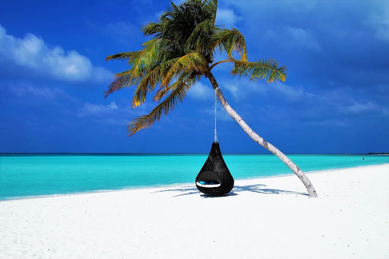 Photo showing maldives, palm tree and hammock.