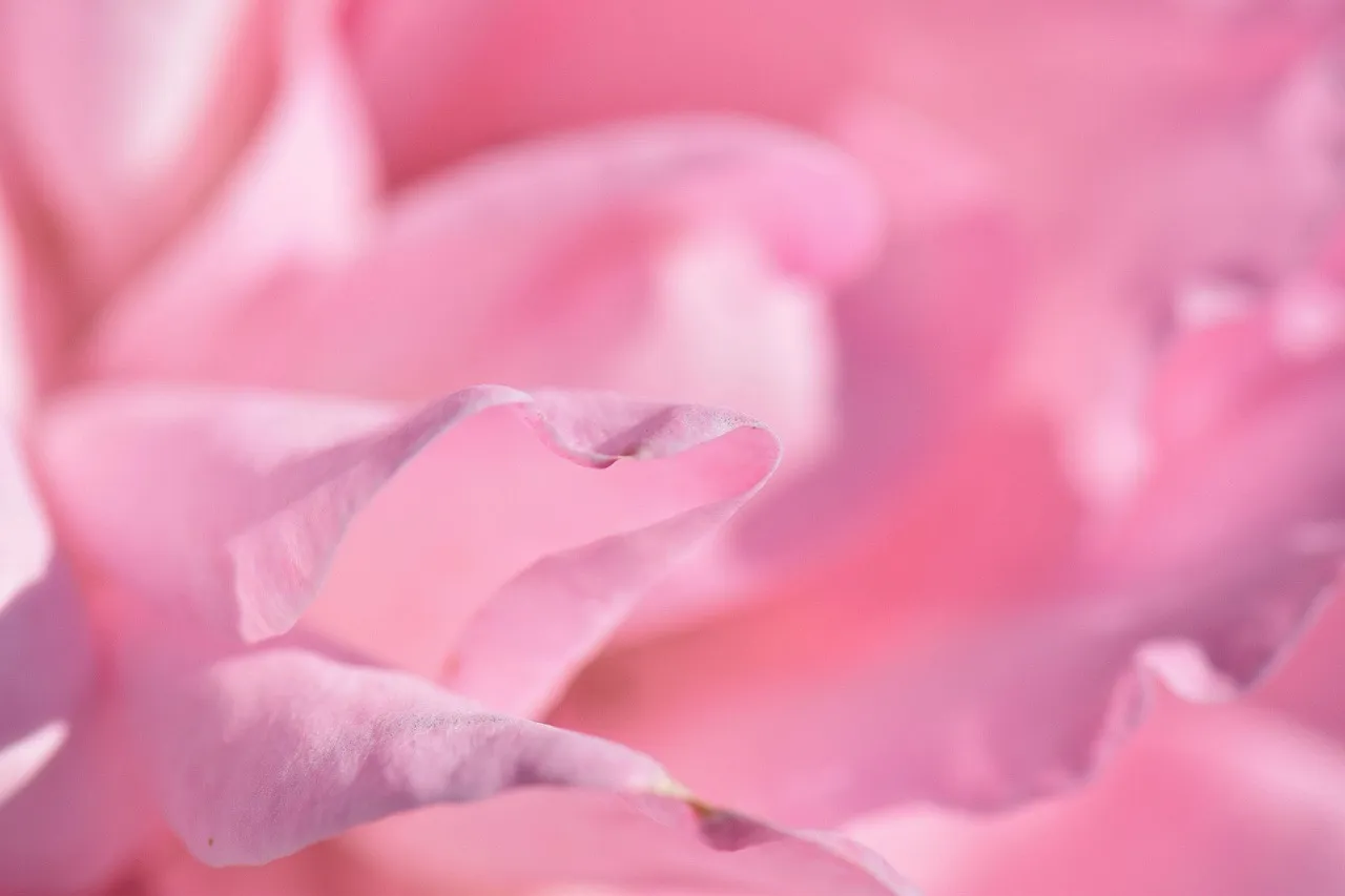 Photo showing rose, pink, petals and flowers.