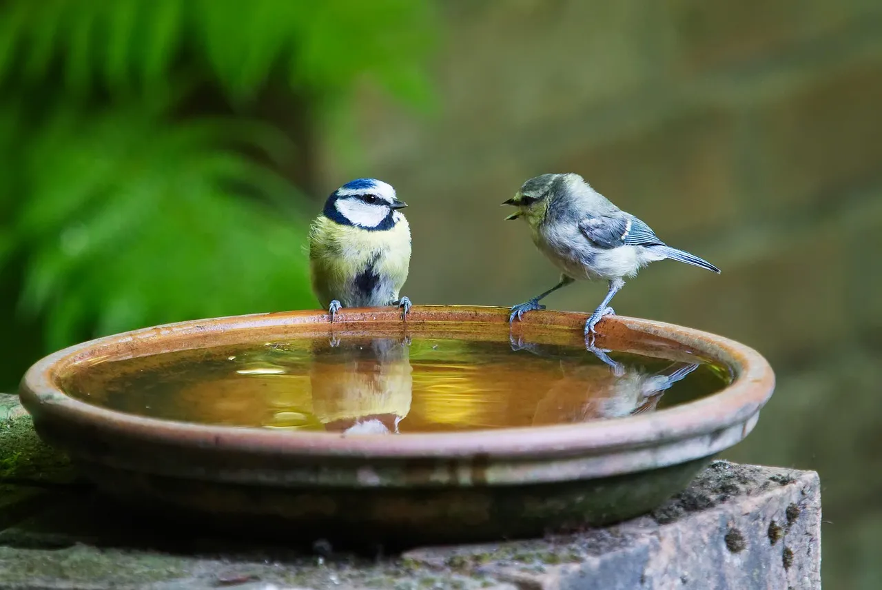 Photo showing conversation, talk, bird and blue.